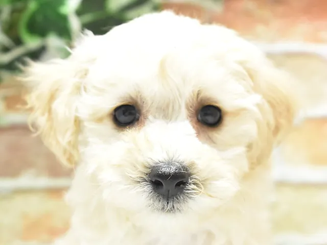 鳥取県のハーフ犬・ミックス犬 (ペッツワンFC鳥取店/2025年2月22日生まれ/女の子/クリーム)の子犬